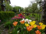 Tulpenbeet